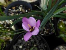 Hesperantha humilis