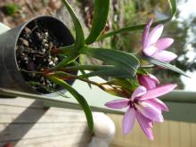 Hesperantha humilis