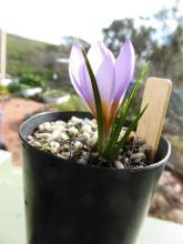 Crocus rujanensis