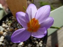 Crocus rujanensis