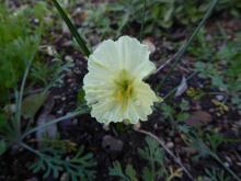 Narcissus "hybrid hoop"