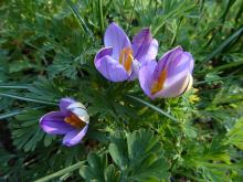 Crocus imperati