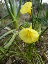 Narcissus 'Ben Bler'