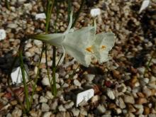 Narcissus 'Untshen'