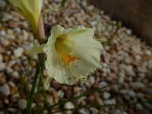 Narcissus 'Nug Natch'