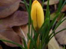 Crocus flavus