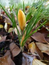 Crocus flavus