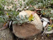 Eremophila glabra