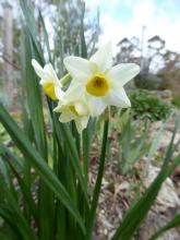 Narcissus 'Omri'