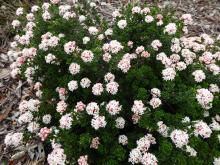 Pomaderris obcordata 'Mallee Princess'