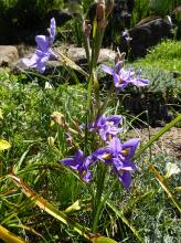 Moraea polystachya