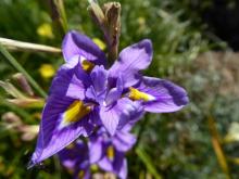 Moraea polystachya