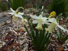 Narcissus KB-6WP-2-08