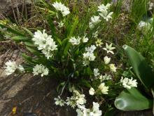 Babiana odorata with hybrids