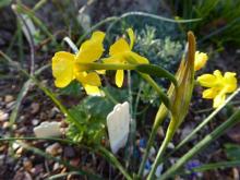 Narcissus Fenben