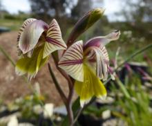 Gladiolus watermeyeri