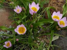 Tulipa saxatilis Bakeri Group  'Lilac Wonder'