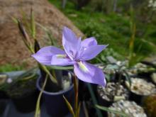 Moraea bipartita