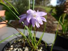 Dichelostemma capitatum