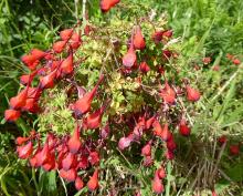 Tropaeolum tricolor