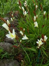 Sparaxis grandiflora