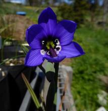 Geissorhiza splendidissima