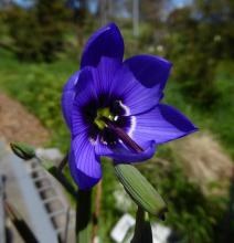 Geissorhiza splendidissima