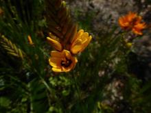 Ixia maculata