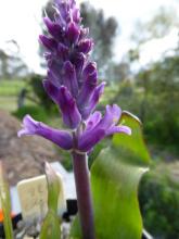 Lachenalia orchioides var glaucina