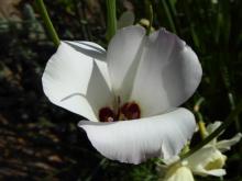 Calochortus catilinae. NARGS Sdx 2008