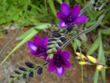 Babiana stricta rosy -purple