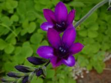 Babiana stricta rosy -purple