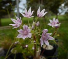 Allium drummondii