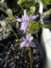 Moraea setifolia