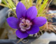 Geissorhiza monanthos white center