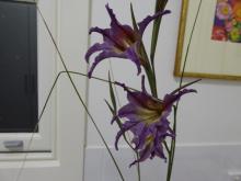 Gladiolus liliaceus at night