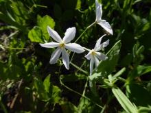 Leucocoryne ixioides