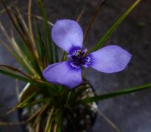 Herbertia lahue