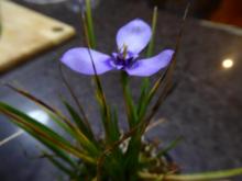 Herbertia lahue