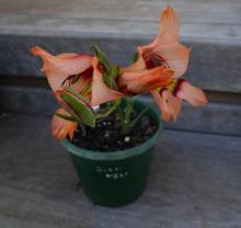 Gladiolus meliusculus