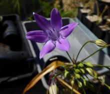 Triteleia bridgesii