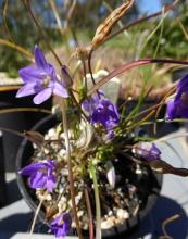 Triteleia jolonensis