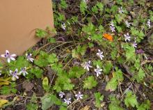 Pelargonium iocastrum