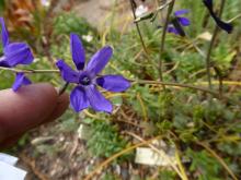 Conathera trimaculata x Conathera campanulata