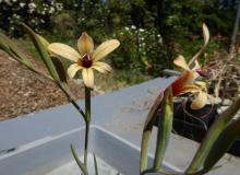 Gladiolus miniatus