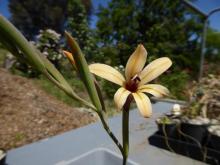 Gladiolus miniatus