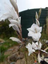 Gladiolus maybe wilsonii