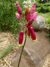 Dichelostemma ida-maia