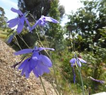 Conanthera trimaculata