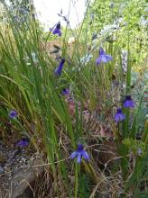 Conanthera campanulata